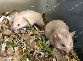 Syrian Hamster Baby&rsquo;s - Ready 8th July