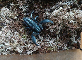 Asian forest scorpion