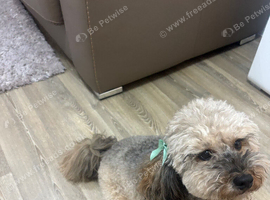 Shipooh needs a new home