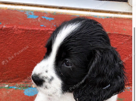 healthy sprocker spaniel puppies