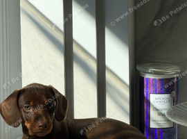 Miniature dachshund