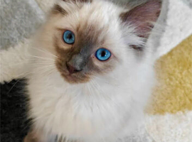 6 Ragdoll Kittens for sale - &pound;600 - &pound;850. Ready to go