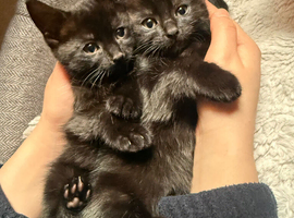 Male kitten - very calm and affectionate