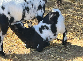 Pygmy  wether kids