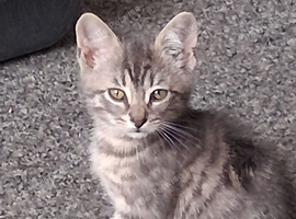 Kitten