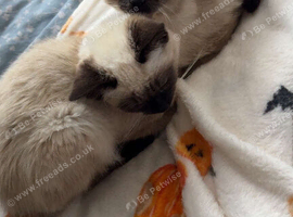 2 Siamese kittens