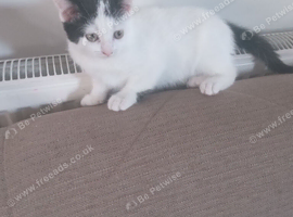 Small kitten and cat