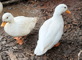 White Call duck bonded pair