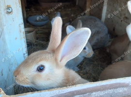 Rex with English mixed rabbits
