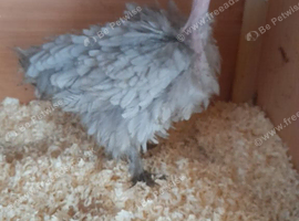 4 Necked neck bantam chickens