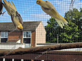 Young cockatiels