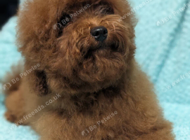 Adorable Asian red toy poodles