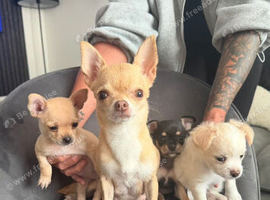 Puppies for sale