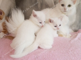 Turkish Angora mix kittens