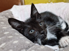2 male kittens 10 weeks old, ip3