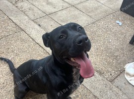 Cane corso cross pressa