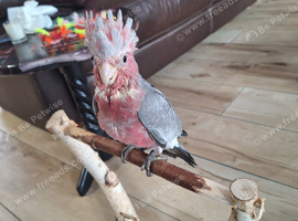 Hand reared galah cockatoo