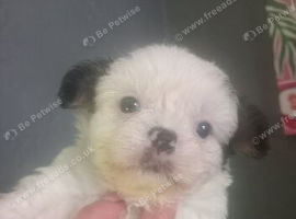 Shih Tzu puppies last boy & Girl