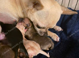 5 chihuahua pups