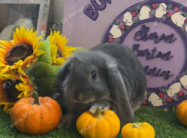 Mini lops looking for new grass
