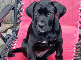 Female came Corso for sale
