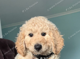 F1B MINI GOLDENDOODLE PUPPIES &ndash; READY NOW