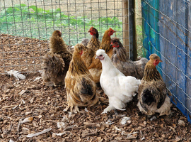 Bantam hens