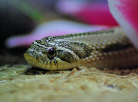 Anaconda Heht Snow HOGNOSE