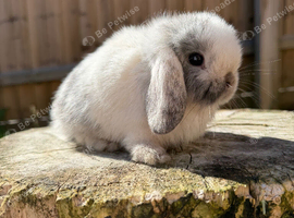Mini lop doe and buck siblings