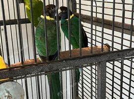 2 male port Lincoln parakeets nanday female