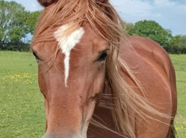 Lovely Chestnut Mare