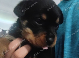 Pure breed Rottweiler puppys