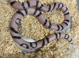 Ghost Aberrant Honduran Milk Snake at Birmingham Reptiles