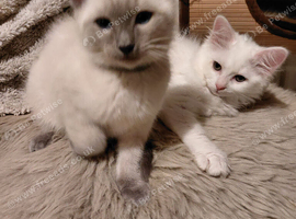 2 RAGDOLL X