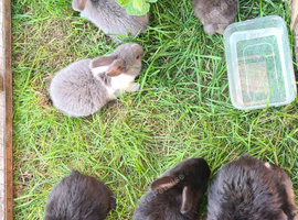 Lovely lops