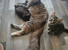 4 Gorgeous Mixed Breed Kittens (2 Boys & 2 Girls)