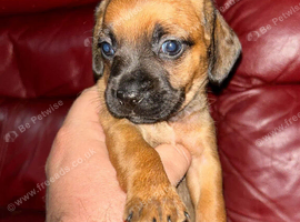 Dachshund puppies
