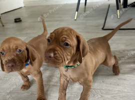 2 remaining beautiful hungarian Vizsla puppies ready on 5th october