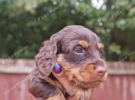 Miniature daschund