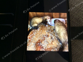 Ferrets polecats about 5 months old