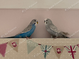 Budgies