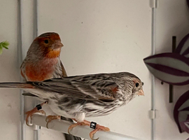 Canaries breeding pair.