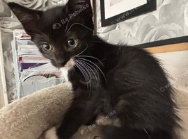 Ragamese cross kitten
