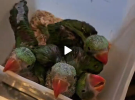 Alexandrine chick