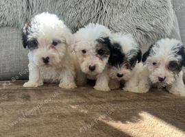 Sealyham puppies for sale