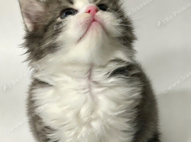 Adorable pure Persian babies
