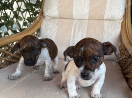 Jack russel puppies