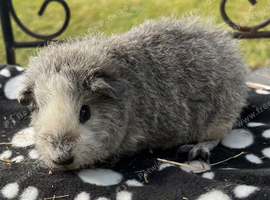 Teddy girl guniea pigs