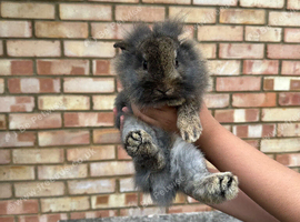 Baby bunnies!