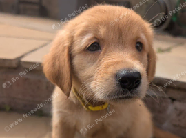 Beautiful KC registered Golden Retriever puppies